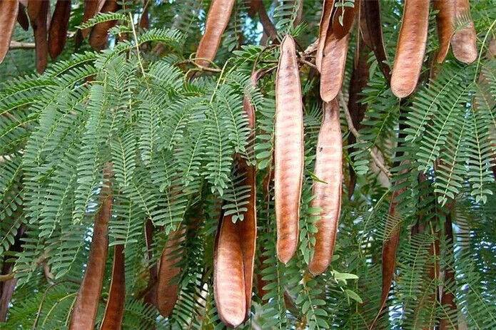 5 Live Leucaena leucocephala Plants, Lead Tree Plants , With Phytosanitary certificate - Seedsforgarden (1999-2024 ) .We Ship Seeds & Live Plants Worldwide