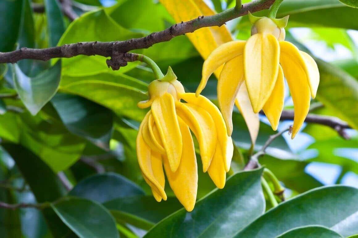 25 Cananga Odorata Seeds ,Ylang Ylang Seeds, Ilang Ilang Seeds,Macassar Oil Tree Seed - Seedsforgarden (1999-2024 ) .We Ship Seeds & Live Plants Worldwide