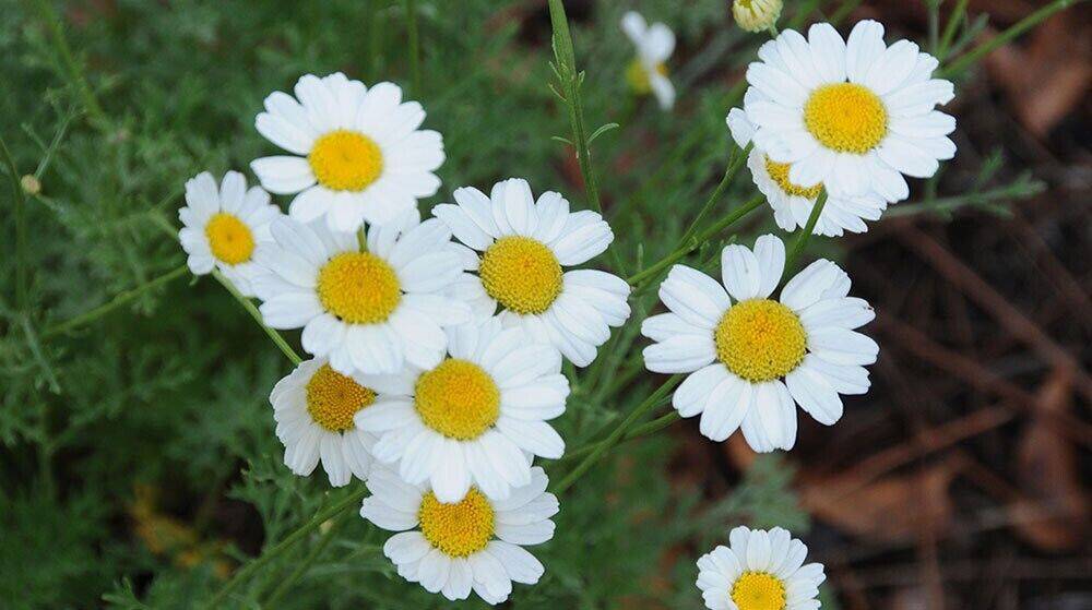 200 Chrysanthemum Cinerariaefolium Seeds , Pyrethrum Seeds - Seedsforgarden (1999-2024 ) .We Ship Seeds & Live Plants Worldwide