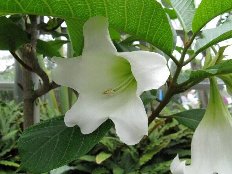 20 Beaumontia grandiflora Seeds, Easter Lily Vine , Heralds Trumpet, Nepal Trumpet Flower Seeds - Seedsforgarden (1999-2024 ) .We Ship Seeds & Live Plants Worldwide