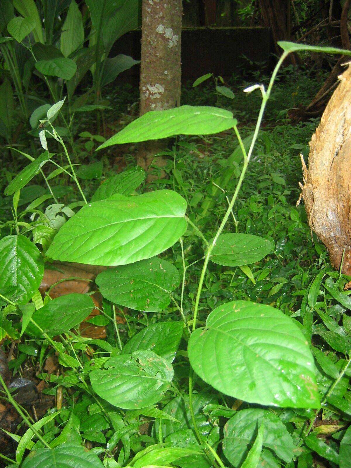 5 Live Desmodium gangeticum Plants , Desmodium Plants ,Salparni Plants, - Seedsforgarden (1999-2024 ) .We Ship Seeds & Live Plants Worldwide