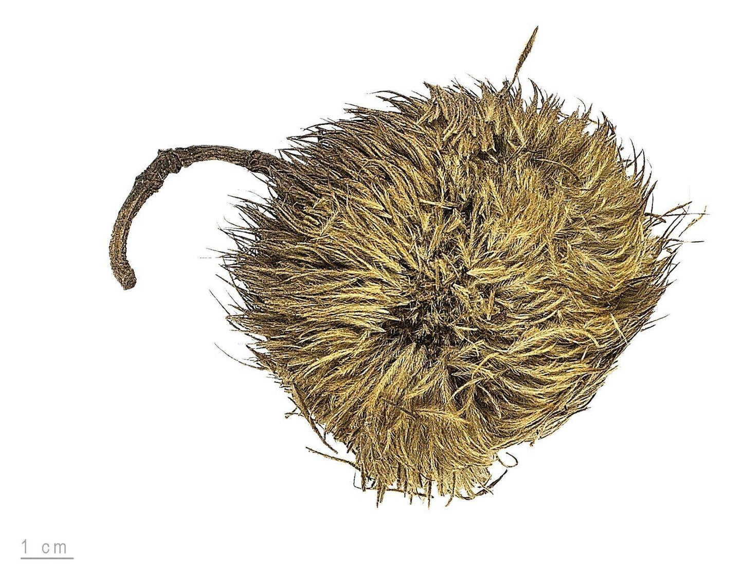 50 Apeiba tibourbou Seeds, Monkey's Comb Tree Seeds , Sea Urchin Tree Seeds - Seedsforgarden (1999-2024 ) .We Ship Seeds & Live Plants Worldwide