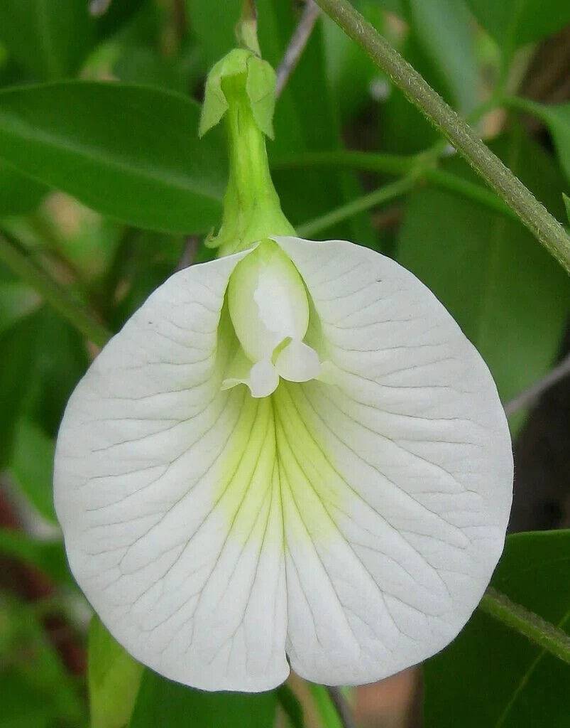 25 Clitoria ternatea White Seeds , Butterfly pea Seeds , Butter fly pea, Whit pea Seed - Seedsforgarden (1999-2024 ) .We Ship Seeds & Live Plants Worldwide