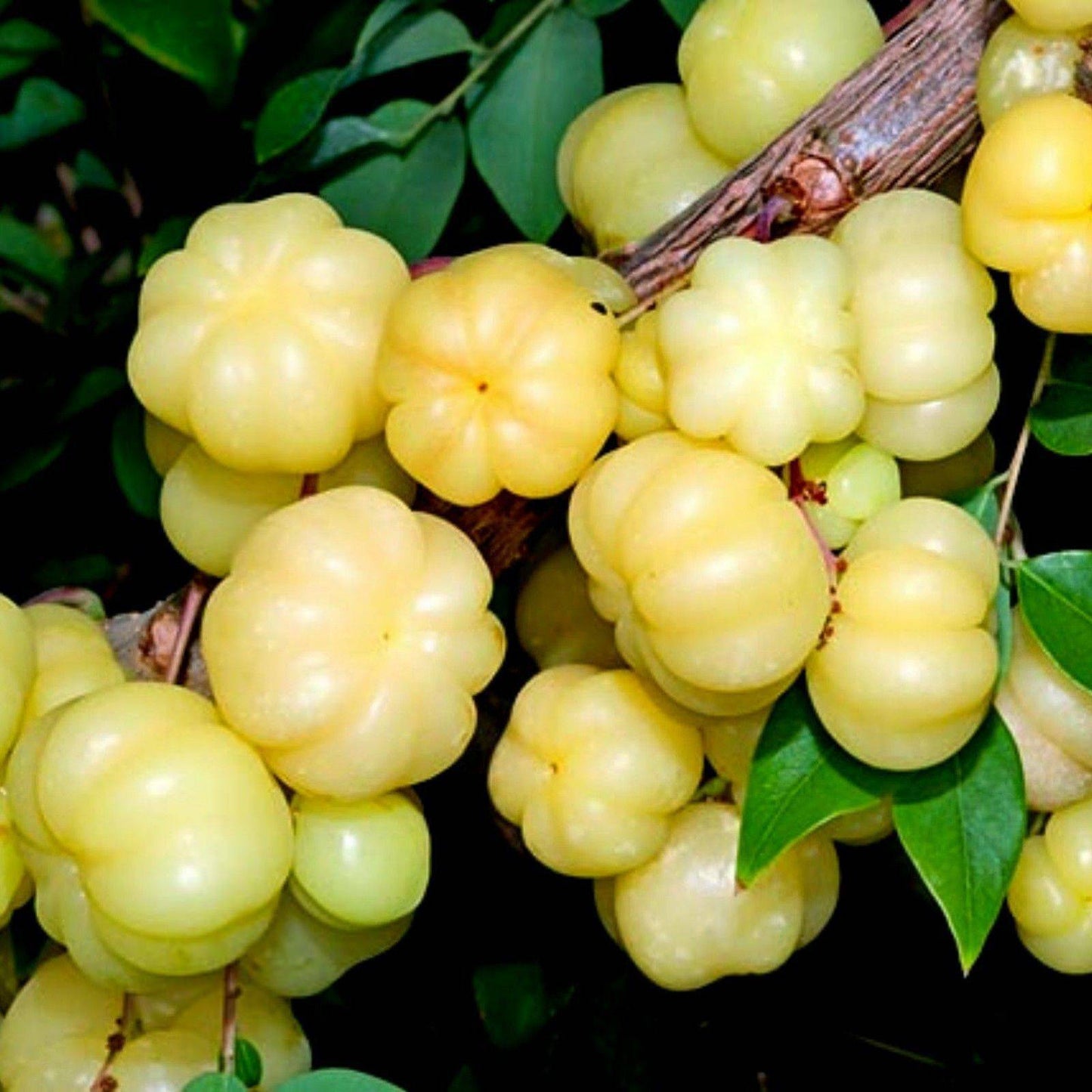 10 Phyllanthus Acidus Seeds, Otaheite Gooseberry , Star Gooseberry Seeds - Seedsforgarden (1999-2024 ) .We Ship Seeds & Live Plants Worldwide