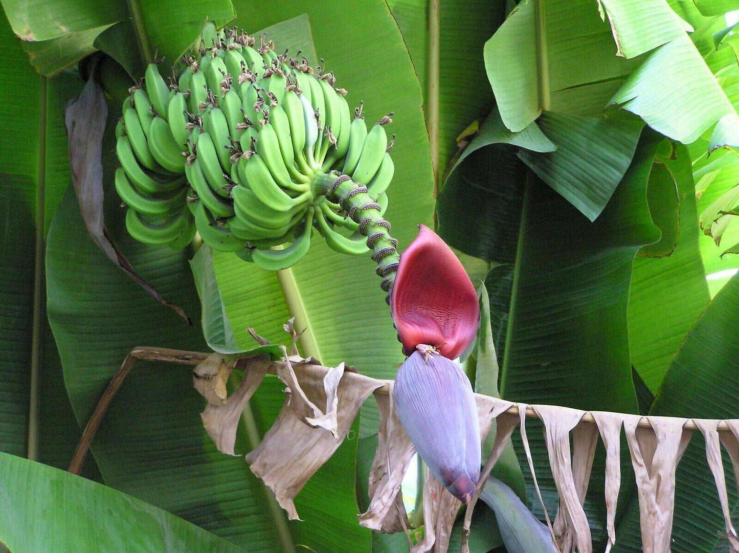 25 Musa acuminata Seeds, Edible Banana Seeds, Exotic Banana Seeds - Seedsforgarden (1999-2024 ) .We Ship Seeds & Live Plants Worldwide
