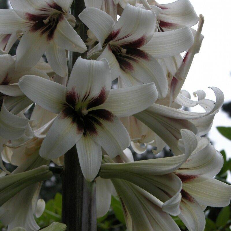 100 Cardiocrinum giganteum Seeds, Giant Himalayan Lily Seeds, Exotic Seeds - Seedsforgarden (1999-2024 ) .We Ship Seeds & Live Plants Worldwide