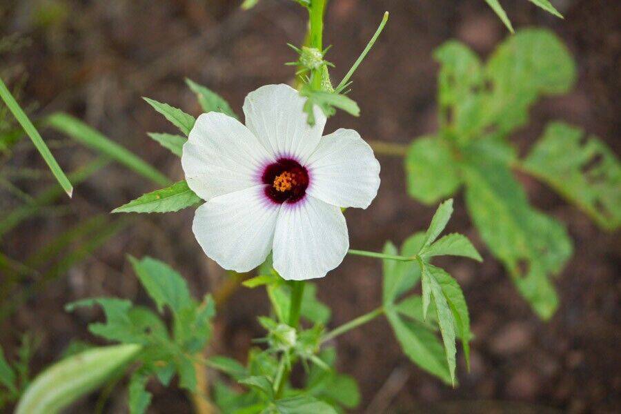 100 Hibiscus cannabinus Seeds ,,Kenaf Seeds, Kenaf White Flower Seeds - Seedsforgarden (1999-2024 ) .We Ship Seeds & Live Plants Worldwide