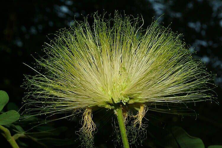 25 Albizia lebbeck Seeds, East Indian walnut Seeds, Woman's Tongue Tree Seeds - Seedsforgarden (1999-2024 ) .We Ship Seeds & Live Plants Worldwide
