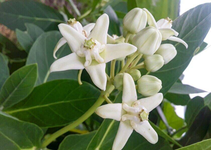 5 Calotropis gigantea Plants , Giant Milkweed Plants Crown Flower Plants, With Phytosanitary certificate - Seedsforgarden (1999-2024 ) .We Ship Seeds & Live Plants Worldwide