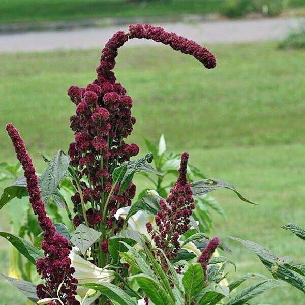 25 Amaranthus gangeticus Seeds Seeds, Elephant head Amaranth Seeds - Seedsforgarden (1999-2024 ) .We Ship Seeds & Live Plants Worldwide