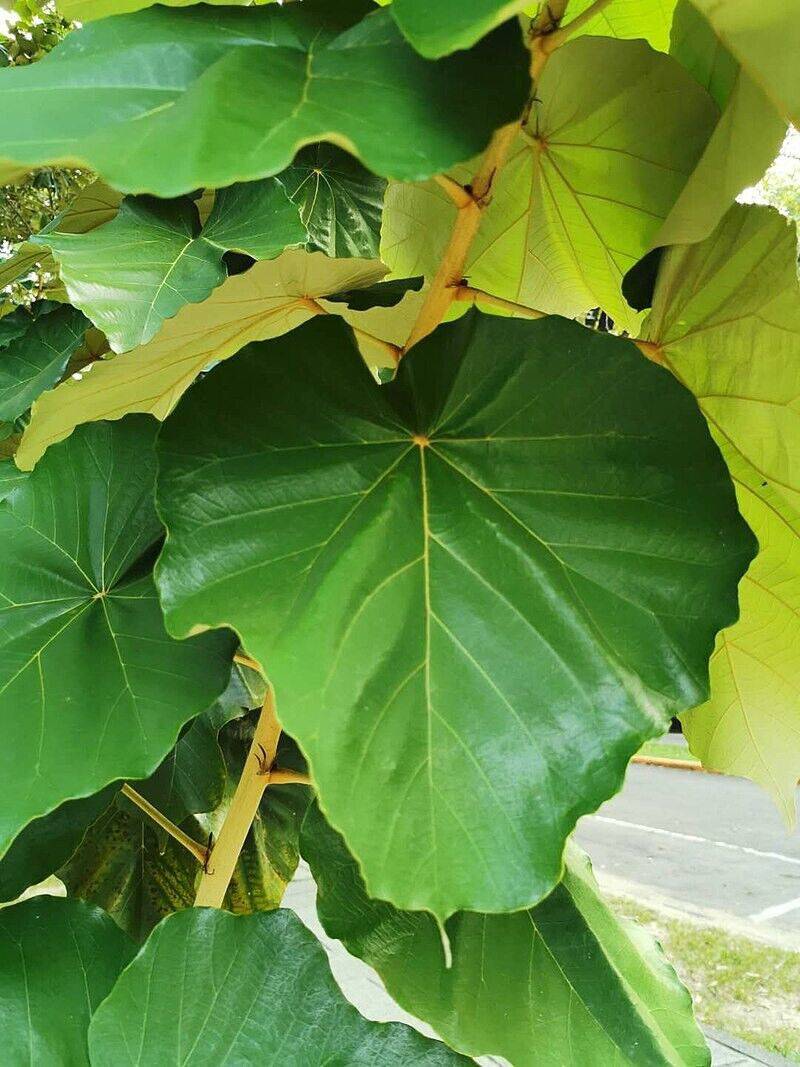 25 Pterospermum acerifolium Seeds . Dinnerplate Tree Seeds , Maple leaved Bayur - Seedsforgarden (1999-2024 ) .We Ship Seeds & Live Plants Worldwide