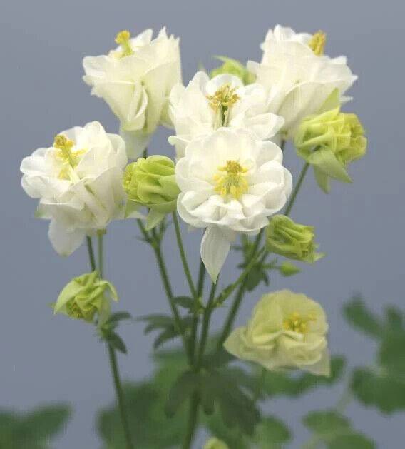 50 Aquilegia vulgaris Seeds, Aquilegia vulgaris Winky Double White Seeds, - Seedsforgarden (1999-2024 ) .We Ship Seeds & Live Plants Worldwide