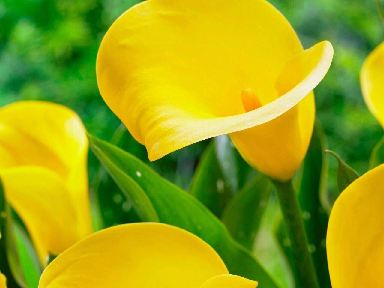 25 Zantedeschia aethiopica ,Yellow Giant Calla Lily Seeds. Yellow calla Seeds - Seedsforgarden (1999-2024 ) .We Ship Seeds & Live Plants Worldwide