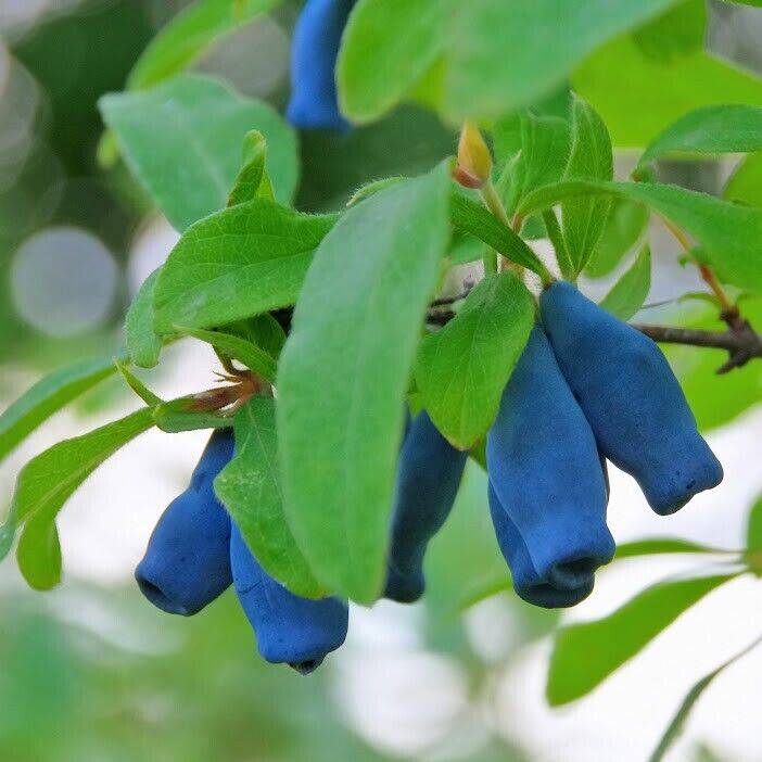50 Lonicera caerulea Seeds ,Blue-berried Honeysuckle , Sweetberry Honeysuckle - Seedsforgarden (1999-2024 ) .We Ship Seeds & Live Plants Worldwide
