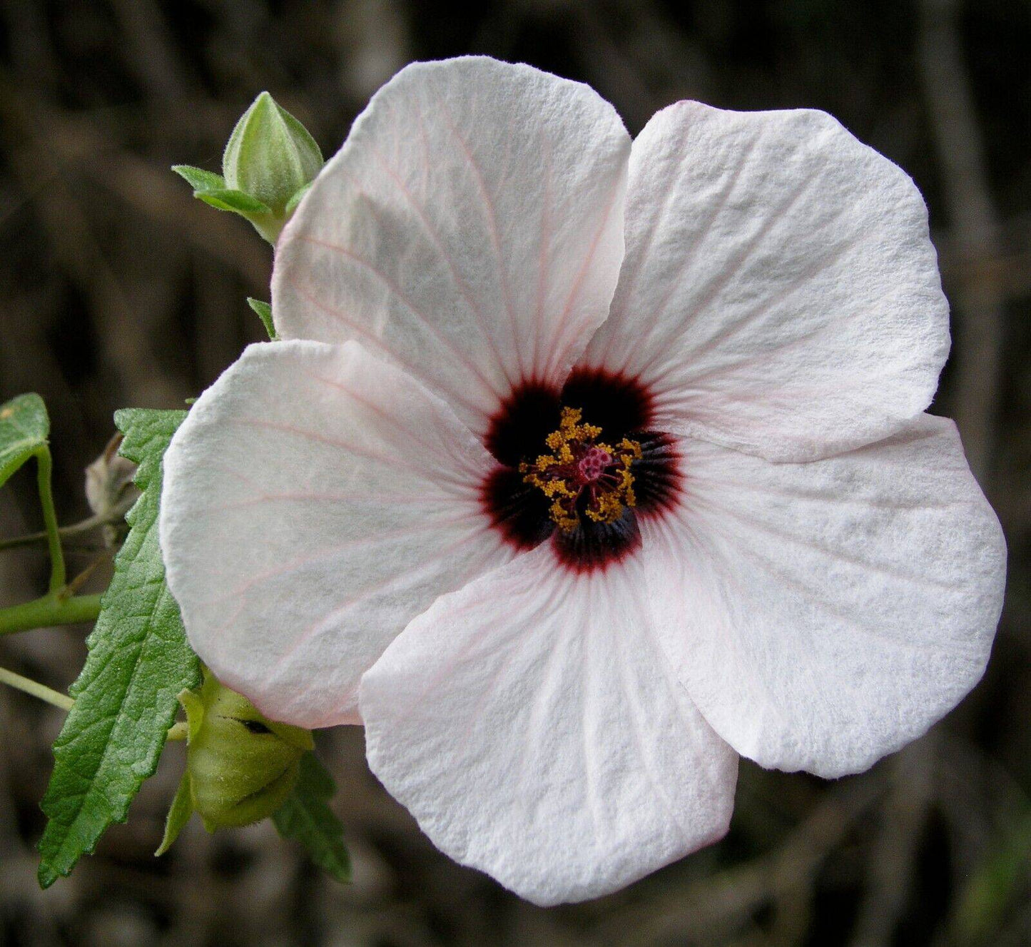 5 Pavonia hastata Seeds. Spearleaf swamp mallow , Pink Pavonia Seeds, - Seedsforgarden (1999-2024 ) .We Ship Seeds & Live Plants Worldwide
