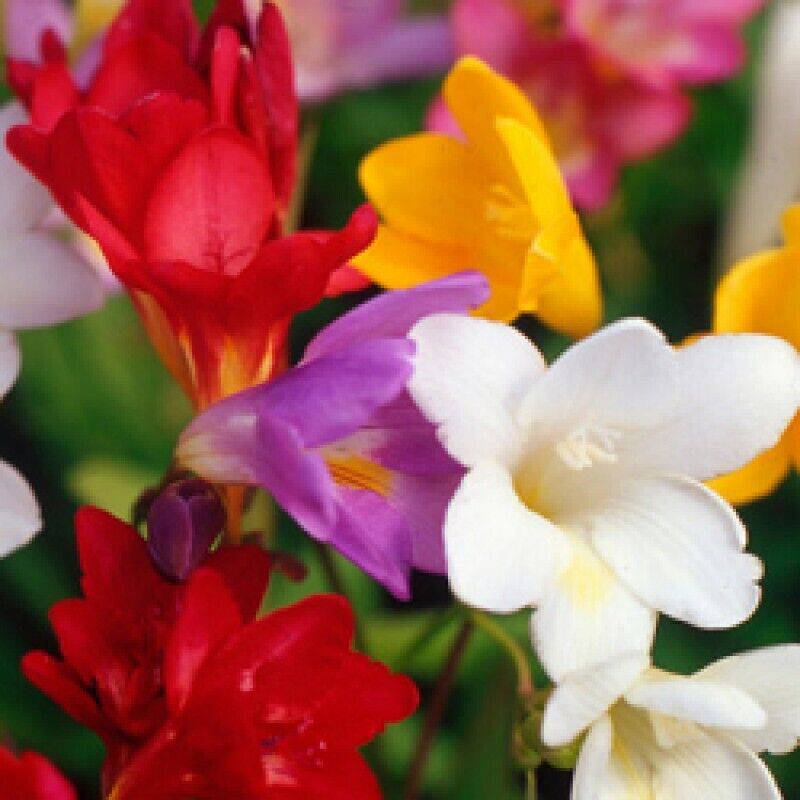 10 Freesia Summer Flowering Bulbs Mixed. Freesia Scented Mix Color Bulbs - Seedsforgarden (1999-2024 ) .We Ship Seeds & Live Plants Worldwide