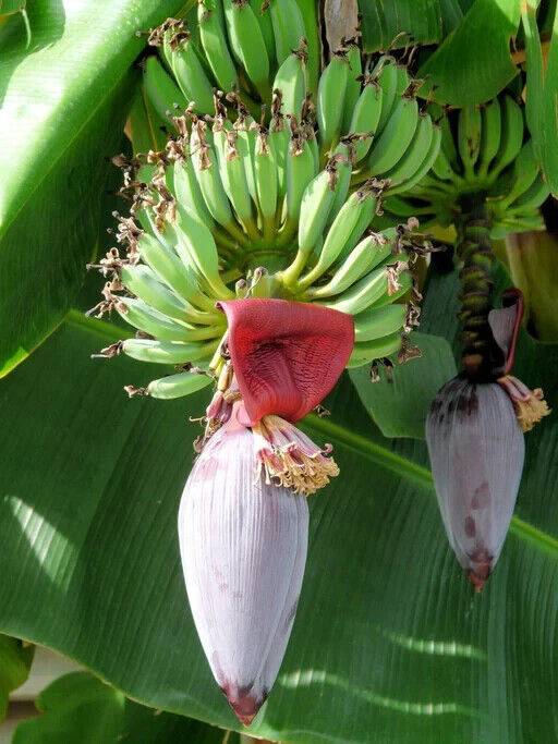 25 Musa argentii Seeds ,Wild banana Seeds, Rare banana Fruit Seeds - Seedsforgarden (1999-2024 ) .We Ship Seeds & Live Plants Worldwide