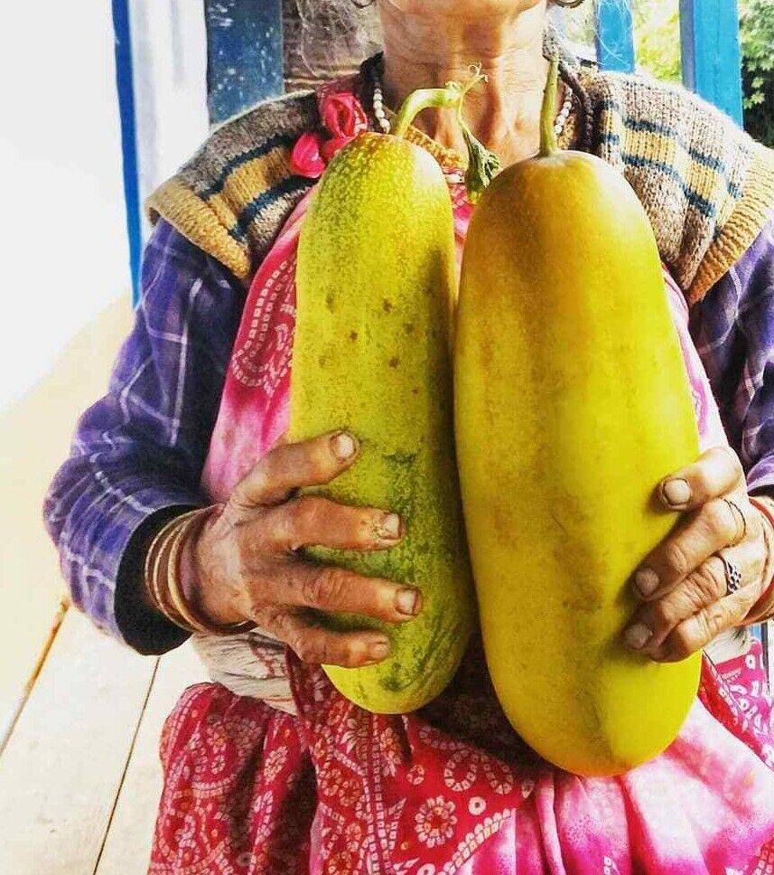 25 Giant Himalayan Cucumber Seeds, Exotic Cucumber Seeds, Cucumber For Salads - Seedsforgarden (1999-2024 ) .We Ship Seeds & Live Plants Worldwide