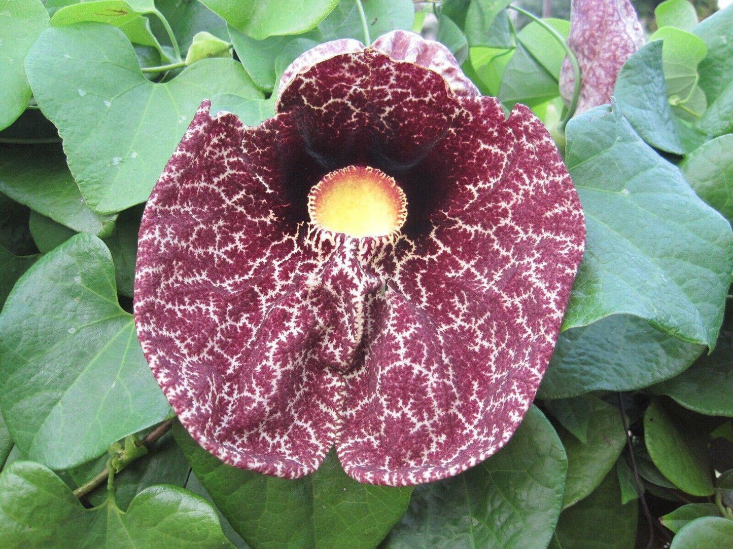 5 Aristolochia elegans Plants ,Calico Flower Plants , Dutchman's Pipe Plants., With Phytosanitary certificate - Seedsforgarden (1999-2024 ) .We Ship Seeds & Live Plants Worldwide