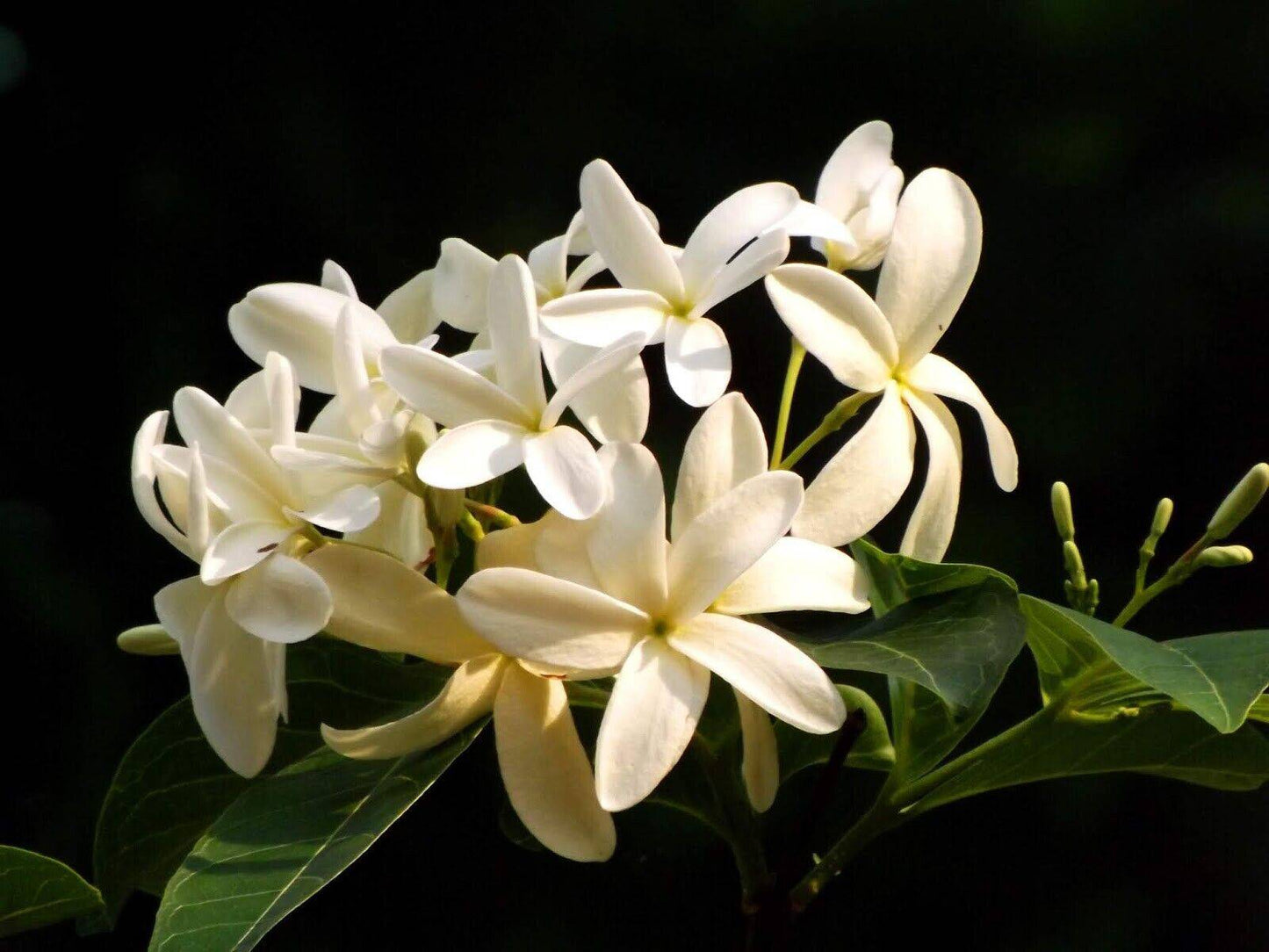 50 Holarrhena antidysenterica Seeds, Coral swirl Seeds, - Seedsforgarden (1999-2024 ) .We Ship Seeds & Live Plants Worldwide