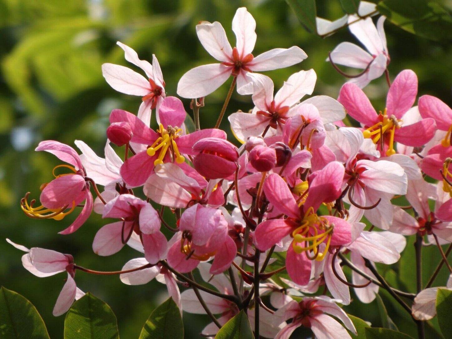 25 Cassia javanica Seeds, Pink and white Shower tree Seeds ,Java cassia Seeds - Seedsforgarden (1999-2024 ) .We Ship Seeds & Live Plants Worldwide