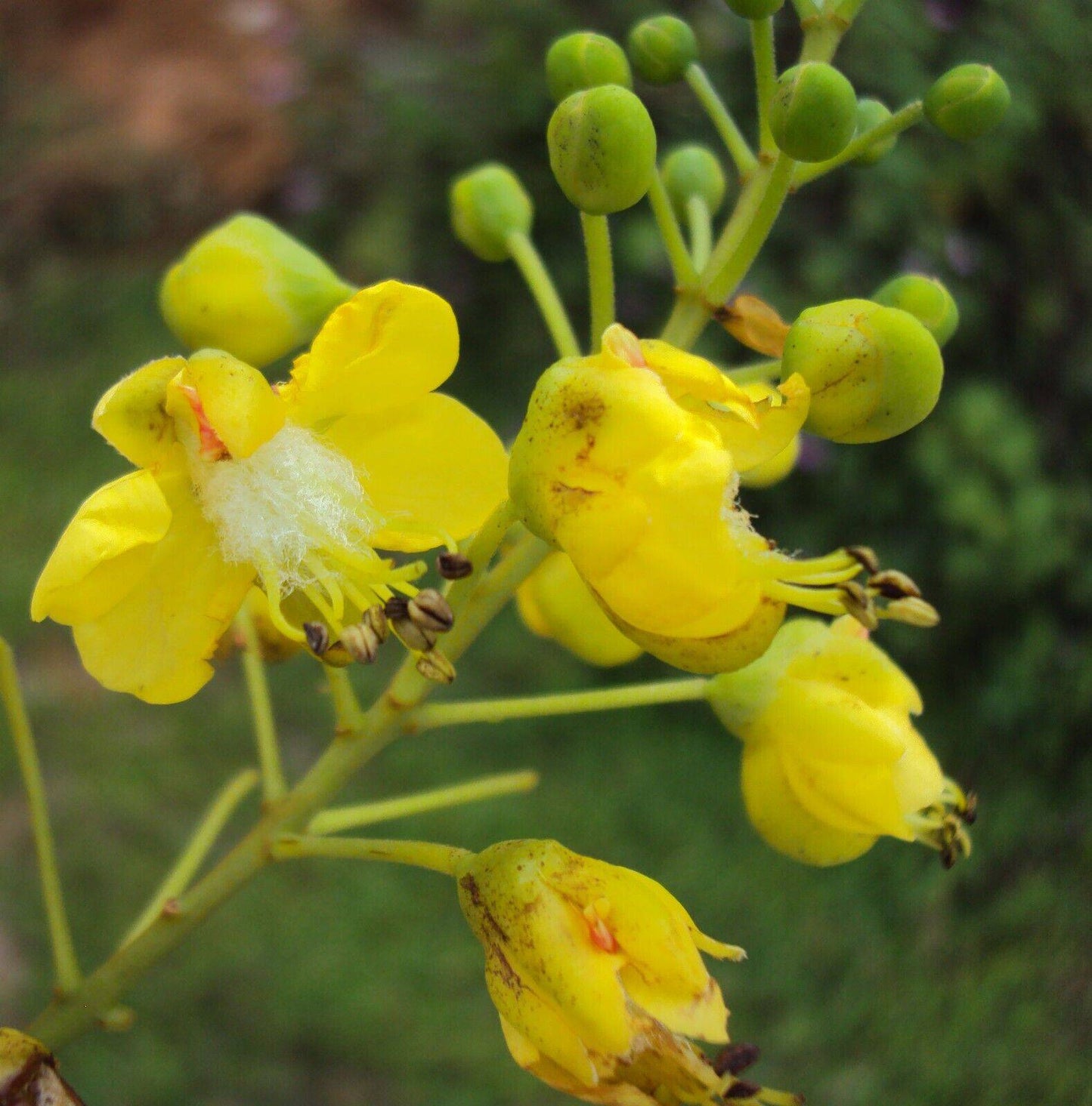 15 Caesalpinia sappan Seeds . False sandalwood, Indian redwood, sappanwood - Seedsforgarden (1999-2024 ) .We Ship Seeds & Live Plants Worldwide