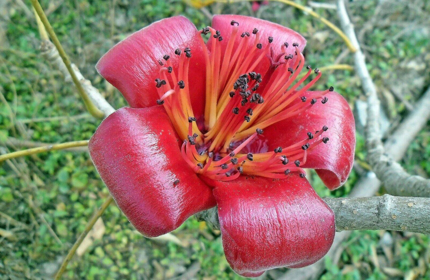 5 Live Bombax ceiba Plants ,Kapok tree Plants , With Phytosanitary certificate - Seedsforgarden (1999-2024 ) .We Ship Seeds & Live Plants Worldwide