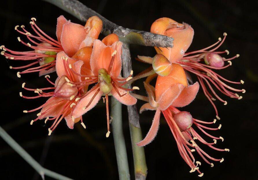 10 Capparis Aphylla Seeds, Capparis decidua Seeds, Kerda, Bare Caper Seeds - Seedsforgarden (1999-2024 ) .We Ship Seeds & Live Plants Worldwide