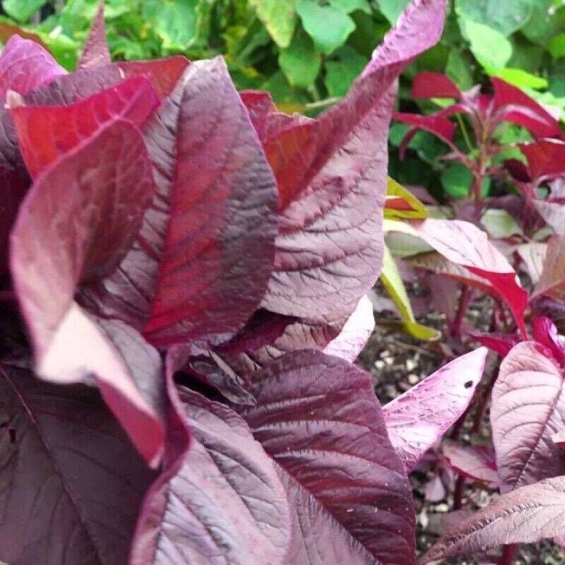 500 Siru Keerai Red Seeds, Tropical Amaranthus Seeds, Sirukeerai Seeds, Non Gmo Seeds - Seedsforgarden (1999-2024 ) .We Ship Seeds & Live Plants Worldwide