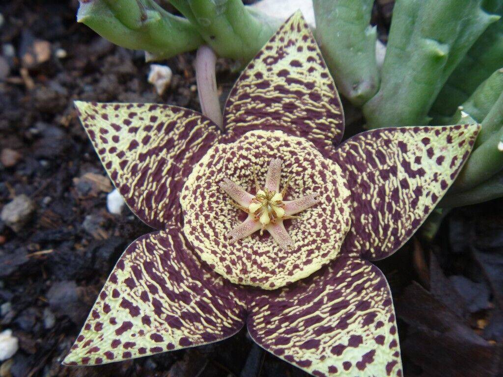 5 Star Flower Seeds, Orbea variegata Seeds, Starfish Plant Seeds - Seedsforgarden (1999-2024 ) .We Ship Seeds & Live Plants Worldwide