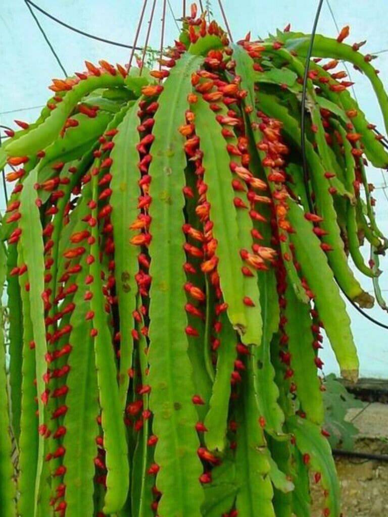 10 Acantho Rhipsalis monacantha Seeds, Wickerware cactus Seeds, Rhipsalis Cactus - Seedsforgarden (1999-2024 ) .We Ship Seeds & Live Plants Worldwide