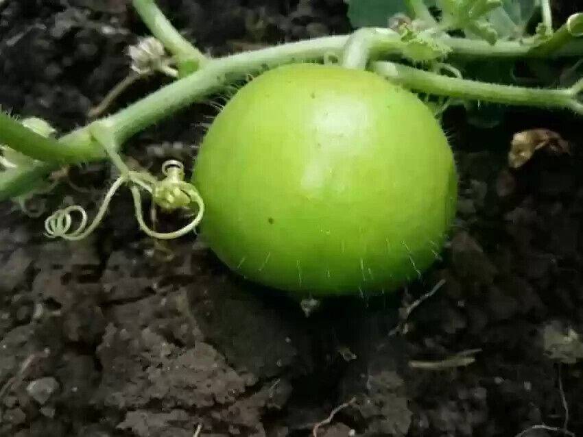 25 Praecitrullus fistulosus Seeds , Gourd Seeds ,Tinda Gourd Seeds, Exotic Vegetable Seeds - Seedsforgarden (1999-2024 ) .We Ship Seeds & Live Plants Worldwide