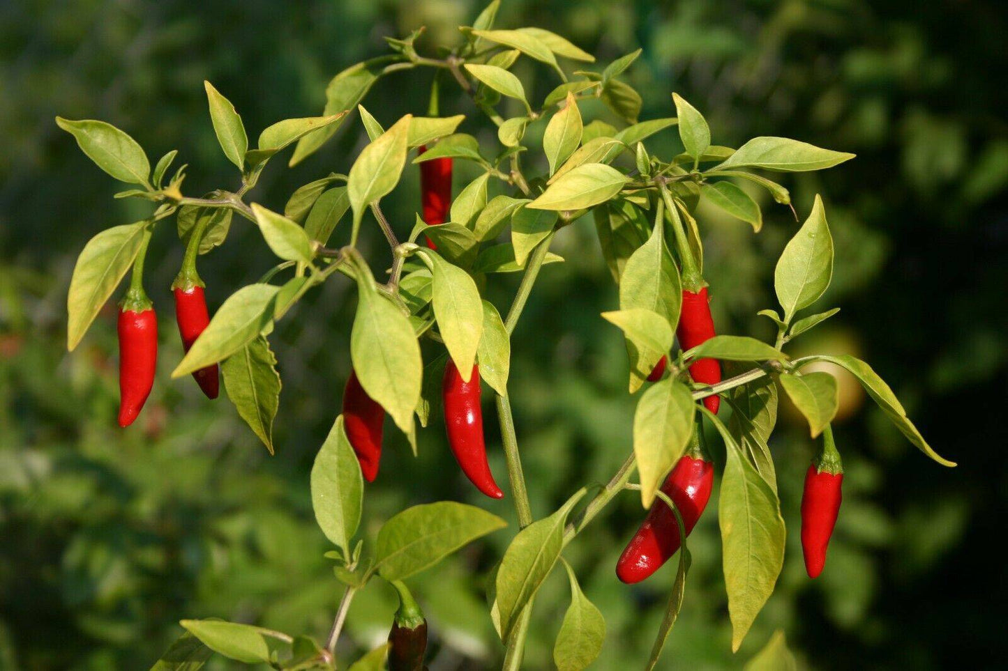 25 Red Bird's eye chili, 20bird's chili, Capsicum annuum, kanthari mulagu Seeds, - Seedsforgarden (1999-2024 ) .We Ship Seeds & Live Plants Worldwide