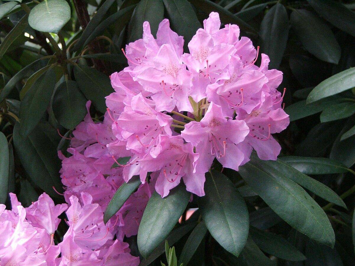 25 Rhododendron catawbiense grandiflora Seeds, Catawba rosebay Seeds, - Seedsforgarden (1999-2024 ) .We Ship Seeds & Live Plants Worldwide