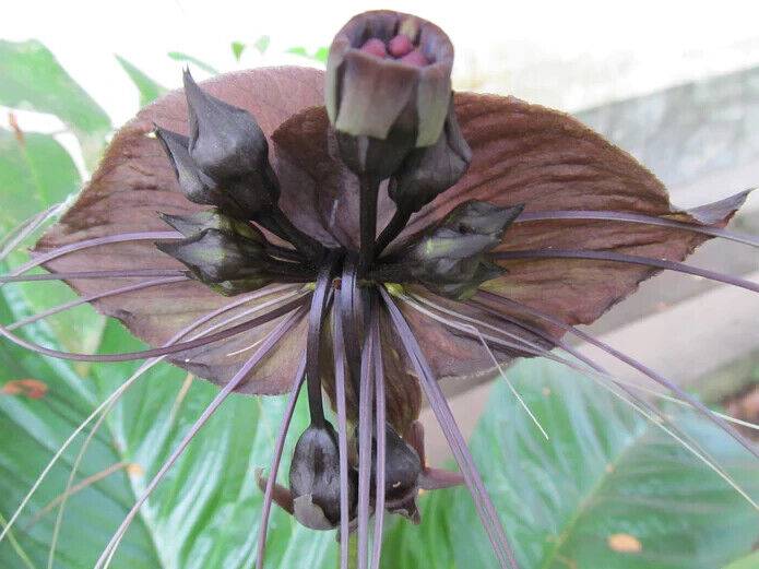 3 Assorted Tacca Bulbs. 1 Tacca Green , 1 Tacca White, 1 Black Tacca Rhizome - Seedsforgarden (1999-2024 ) .We Ship Seeds & Live Plants Worldwide