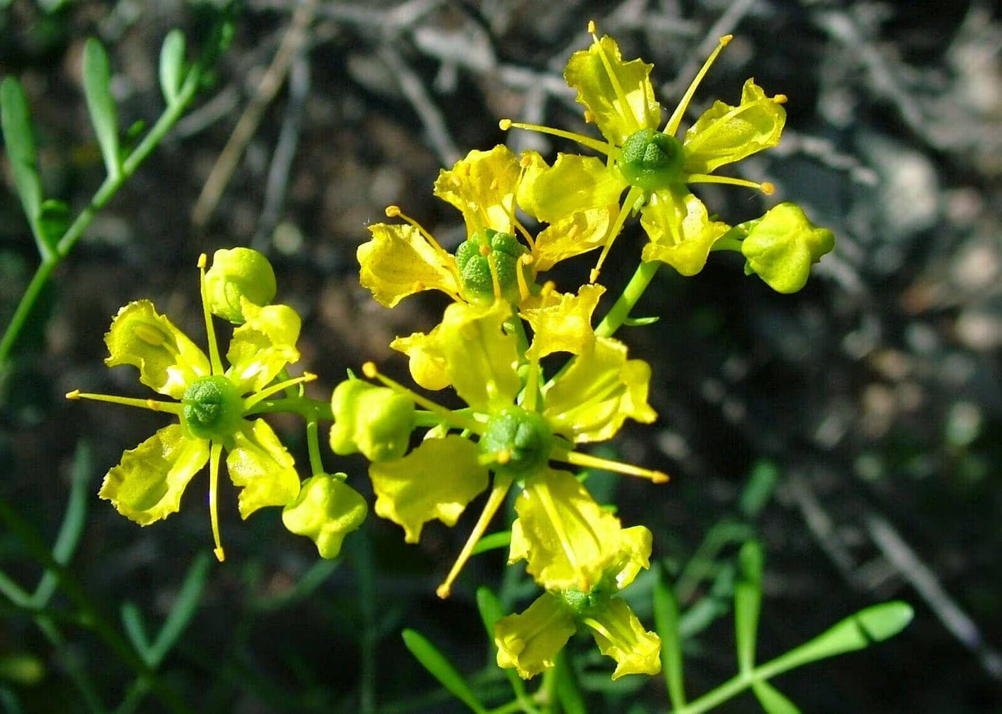 100 Ruta Graveolens Seeds, common rue Seeds, herb of grace Seeds, Ruta Seeds - Seedsforgarden (1999-2024 ) .We Ship Seeds & Live Plants Worldwide