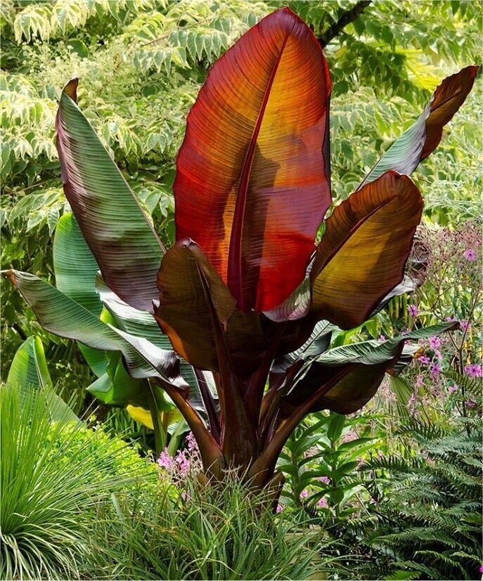15 Musa Ensete Seeds , Red banana Seeds , Red Darjeeling Banana, - Seedsforgarden (1999-2024 ) .We Ship Seeds & Live Plants Worldwide