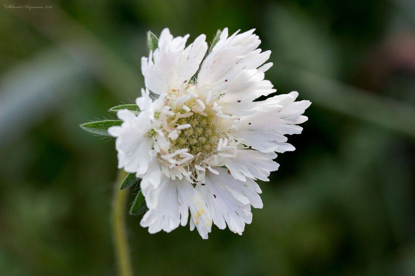 5 Lomelosia palaestina Seeds, Lomelosia Seeds, Exotic White Flower Seeds - Seedsforgarden (1999-2024 ) .We Ship Seeds & Live Plants Worldwide