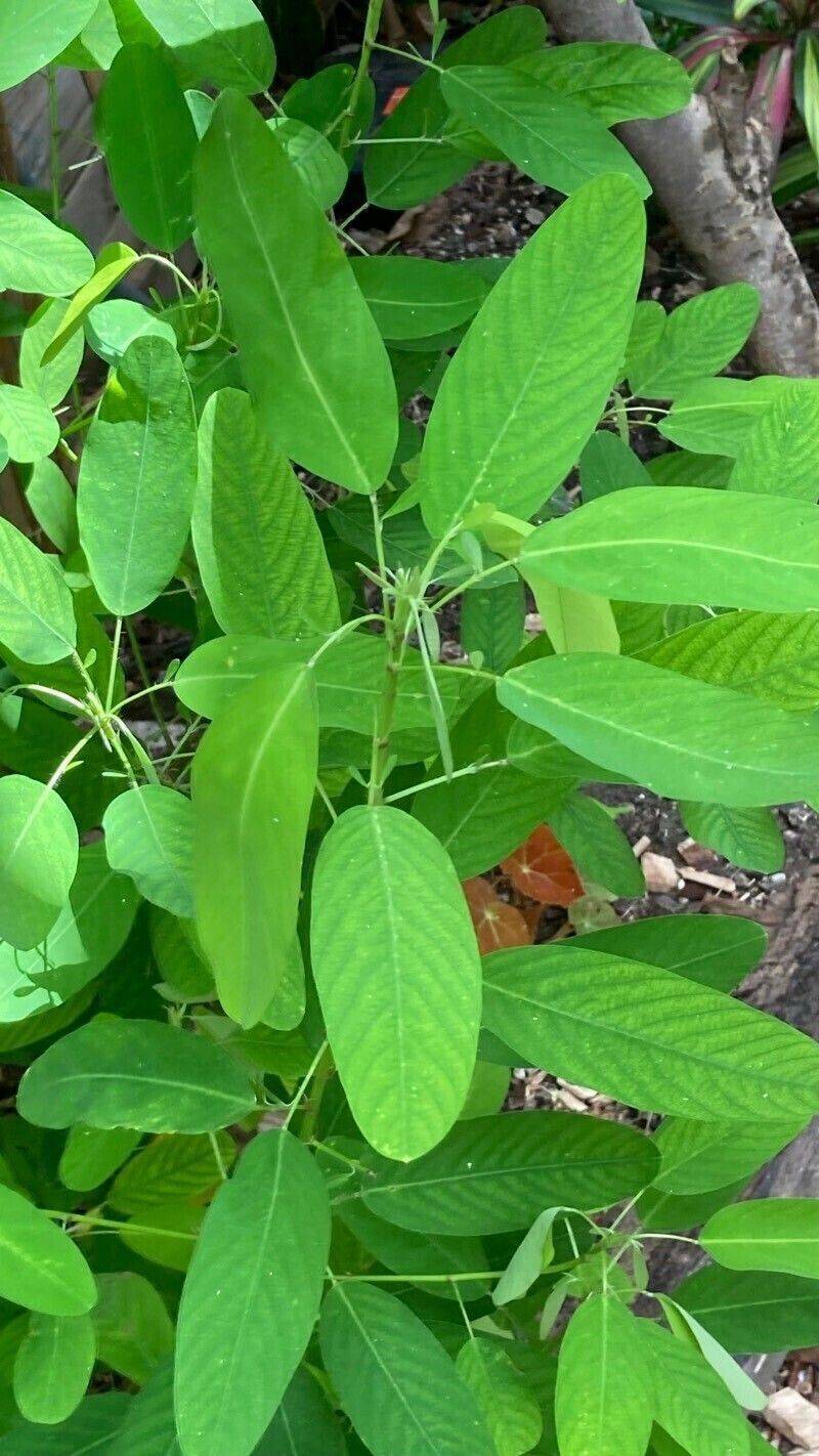 25 Desmodium gyrans Seeds, Telegraph Plant Dancing Plant, Codariocalyx Motorius Seeds - Seedsforgarden (1999-2024 ) .We Ship Seeds & Live Plants Worldwide