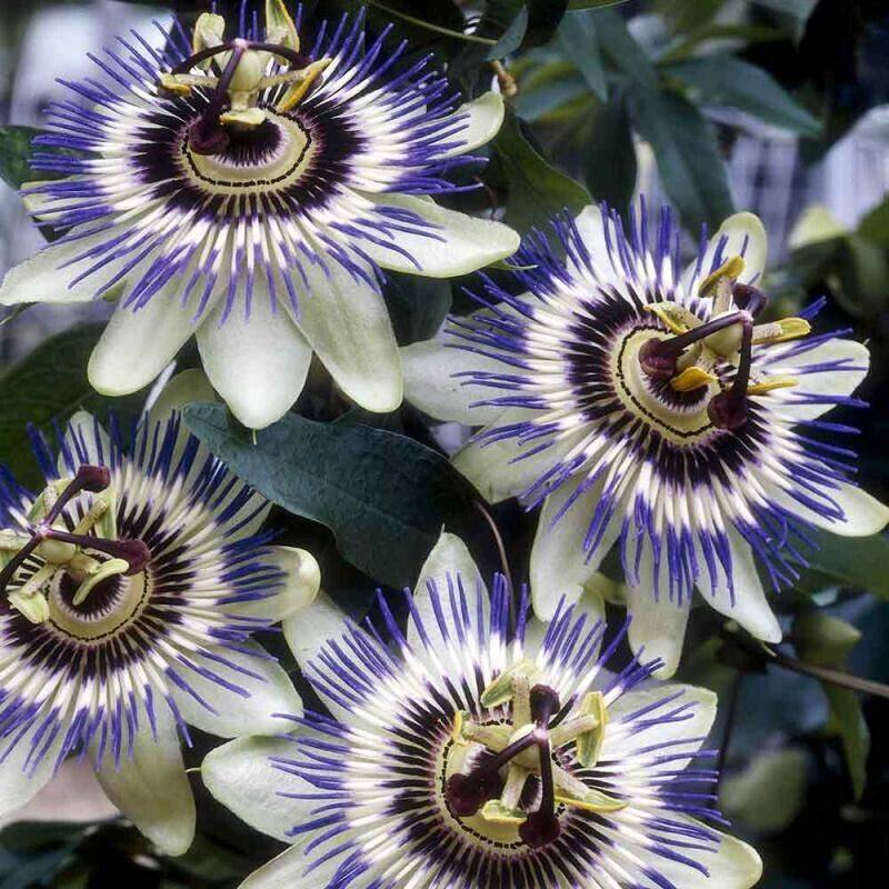 50 Passiflora edulis Seeds, Purple Passion Flower Seeds - Seedsforgarden (1999-2024 ) .We Ship Seeds & Live Plants Worldwide