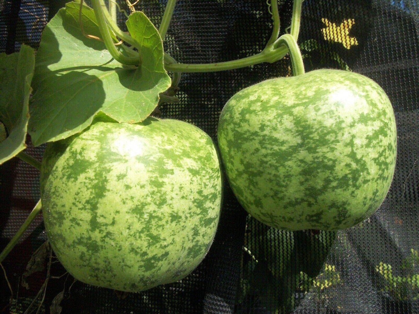 50 Apple Gourd Seeds, Exotic Gourd Seeds, Non Hybrid Apple Gourd, Non -Gmo Seed - Seedsforgarden (1999-2024 ) .We Ship Seeds & Live Plants Worldwide