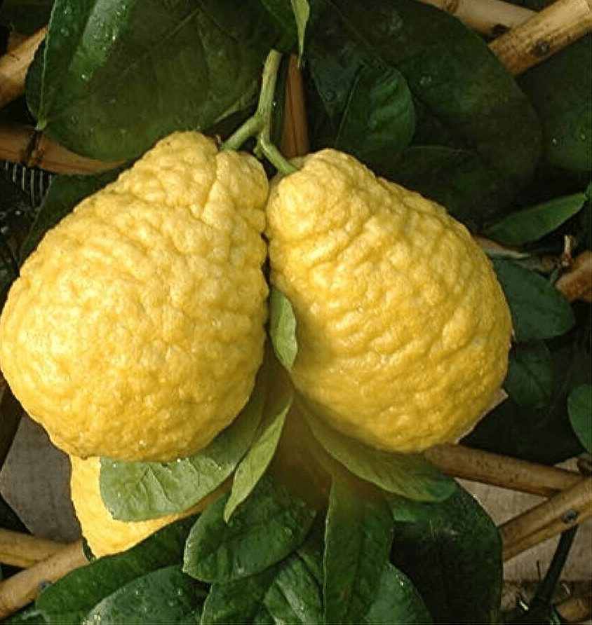 10 Citrus Medica Seeds , Etrog Lemon Seeds , Acidic Lemon Taste - Seedsforgarden (1999-2024 ) .We Ship Seeds & Live Plants Worldwide