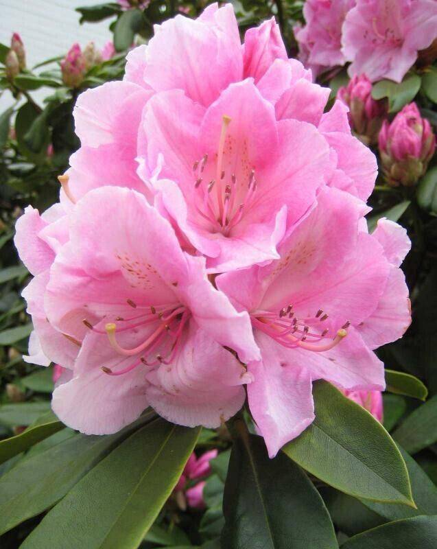 50 Rhododendron fictola Seeds , Rhododendron Seeds. Flowering Shrub Seeds - Seedsforgarden (1999-2024 ) .We Ship Seeds & Live Plants Worldwide