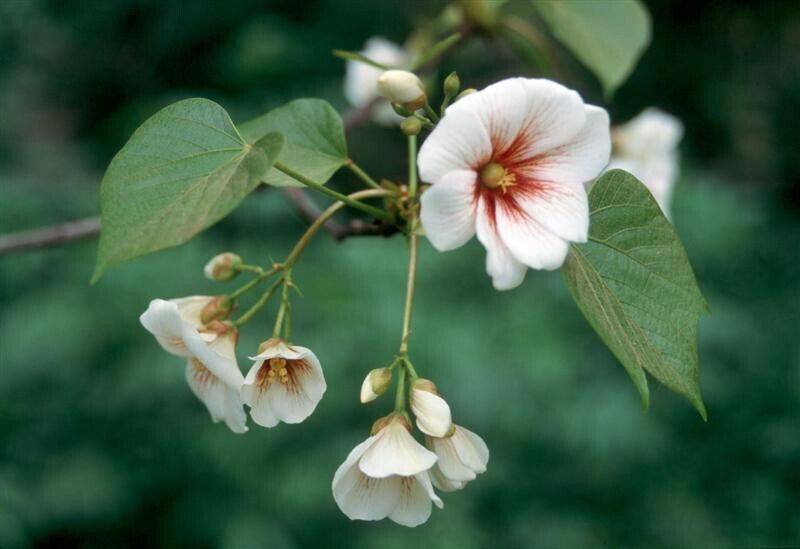 10 Aleurites fordii Seeds, Tung oil tree Seeds, China wood oil tree Seeds, - Seedsforgarden (1999-2024 ) .We Ship Seeds & Live Plants Worldwide