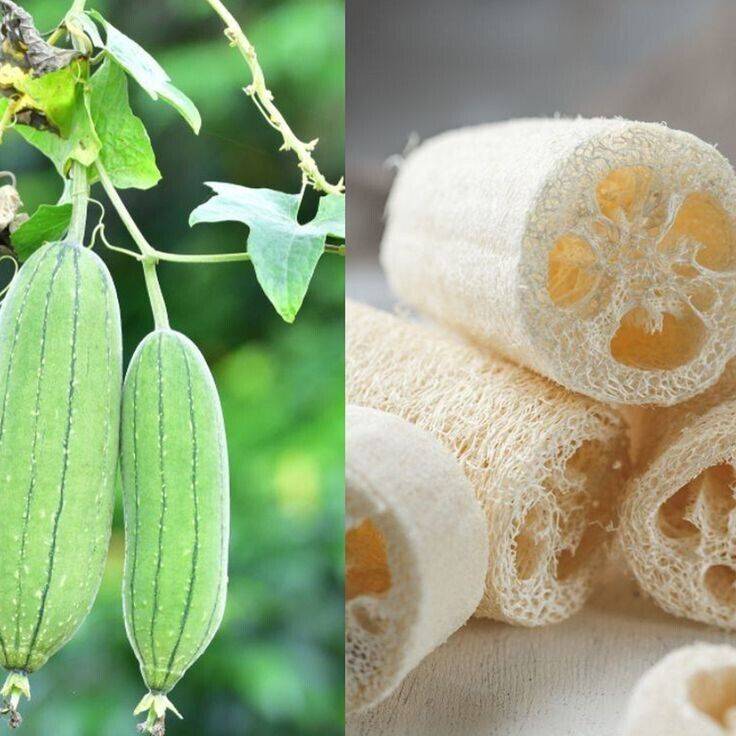 5 Luffa sepium Seeds, Sponge Gourd ,Rare Luffa Seeds - Seedsforgarden (1999-2024 ) .We Ship Seeds & Live Plants Worldwide