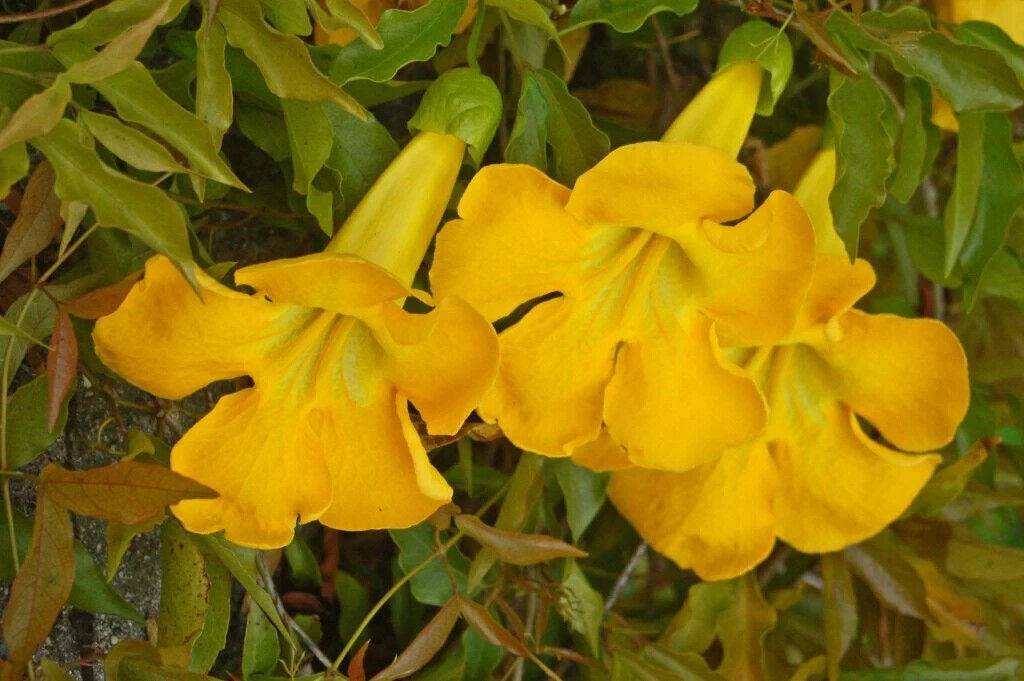 10 Dolichandra unguis cati Seeds ,cats claw creeper Seeds , funnel creeper, cats - Seedsforgarden (1999-2024 ) .We Ship Seeds & Live Plants Worldwide