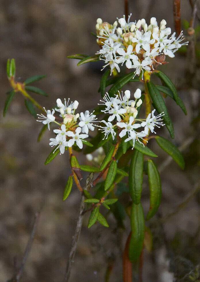 50 Rhododendron tomentosum Seeds,Marsh Labrador tea Seeds ,northern Labrador tea - Seedsforgarden (1999-2024 ) .We Ship Seeds & Live Plants Worldwide