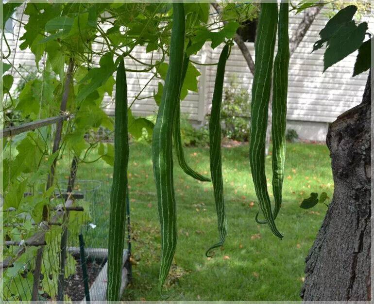 10 Long Snake Gourd Seeds ,Serpent Gourd, Open pollinated variety ,Non-Hybrid , - Seedsforgarden (1999-2024 ) .We Ship Seeds & Live Plants Worldwide