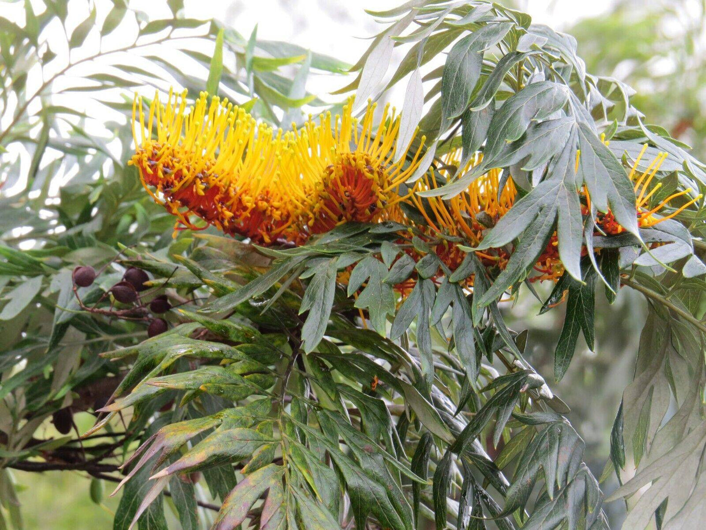 50 Grevillea robusta Seed ,Southern silky oak Seeds ,Silky oak, Australian silver oak, - Seedsforgarden (1999-2024 ) .We Ship Seeds & Live Plants Worldwide