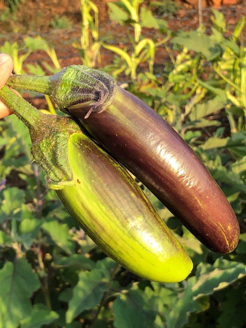 50 Bangladeshi Long Eggplant Seeds , Non-Gmo Seeds, Aubergine Long Seeds, - Seedsforgarden (1999-2024 ) .We Ship Seeds & Live Plants Worldwide